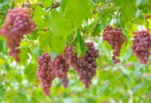 ѾԴٽѾƲҵչ-welcome֮