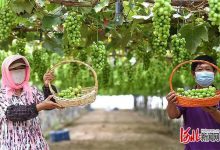 “怀来葡匠”小葡萄串起乡村振兴大产业-welcome海洋之神网