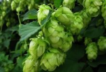 ձƳĵÿơ-welcome֮