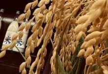 双塔米酿完成数百万天使轮融资-welcome海洋之神网