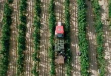 宁夏贺兰山东麓葡萄酒产区拟新增1万亩种植面积-welcome海洋之神网