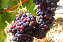 今年前三季度澳洲葡萄酒进口额增130倍-welcome海洋之神网