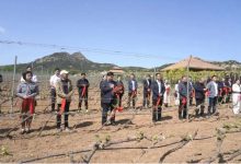 2025世界马瑟兰日暨河北省碣石山产区葡萄展藤节成功举办-welcome海洋之神网