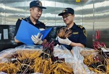 2万株法国进口葡萄苗落地青岛-welcome海洋之神网